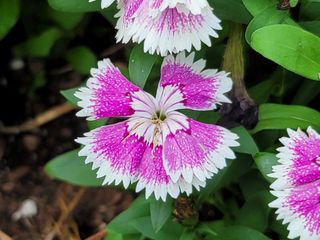 Samsung Galaxy Note 20 Ultra review camera sample