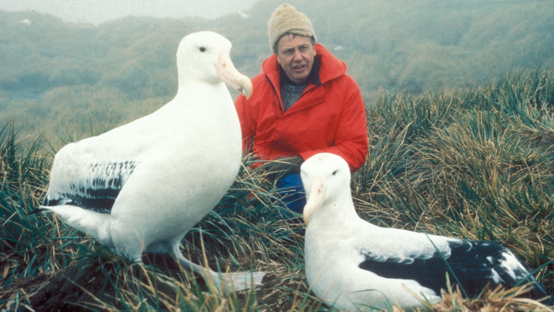 David Attenborough beside two wandering Albatross on Bird Island, South Georgia for 'The Living Planet' - 1984