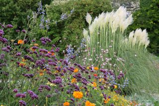 how to grow pampas grass in a flower bed with purple verbena