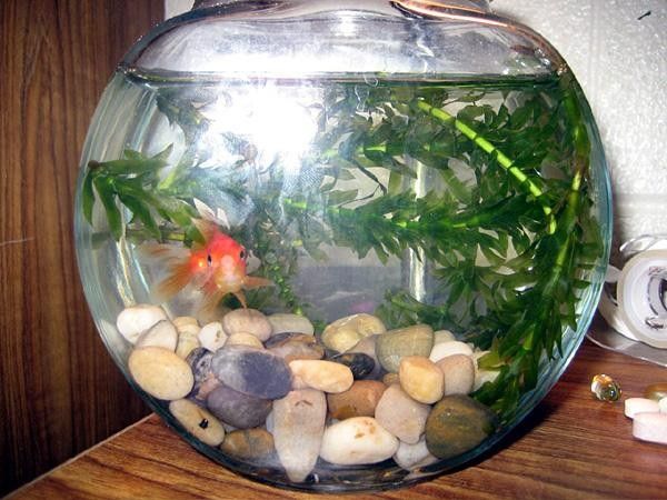 Missy Erickson's pet fish, Moby Dick.