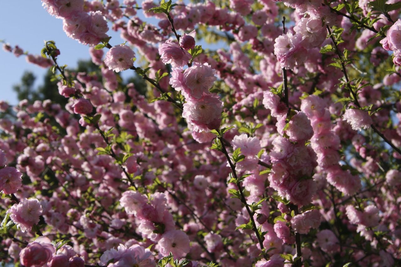 Flowering Almond Plants