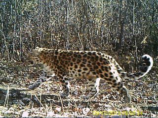 amur leopard caught on camera trap