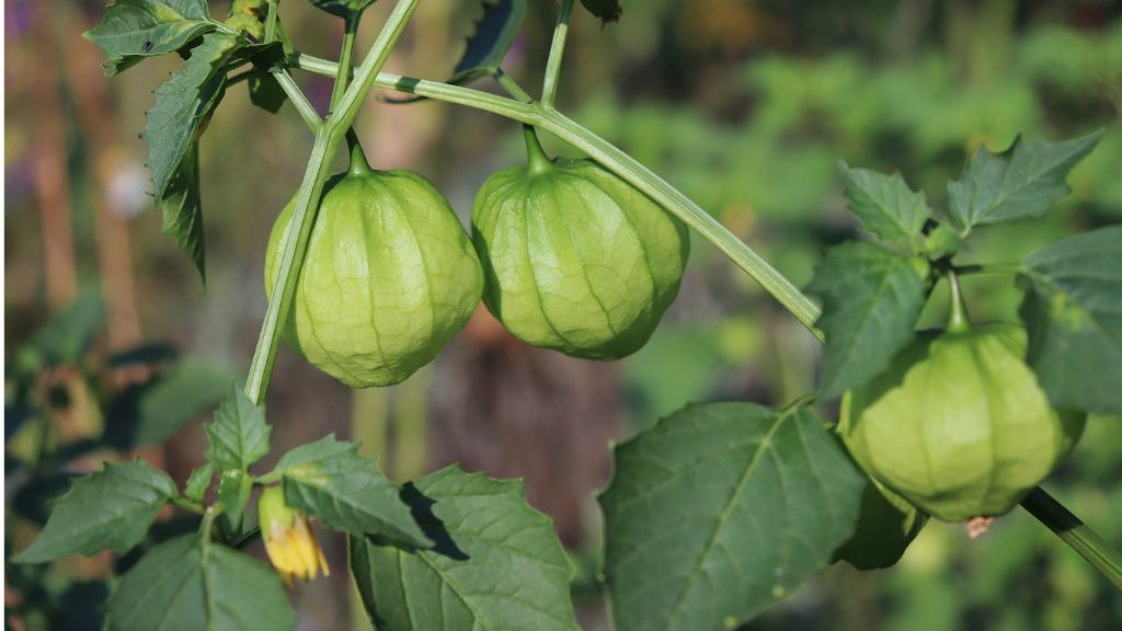 homegrown tomatillo in garden 