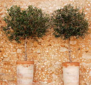 two olive trees in white pots