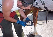 Farrier-cast.jpg