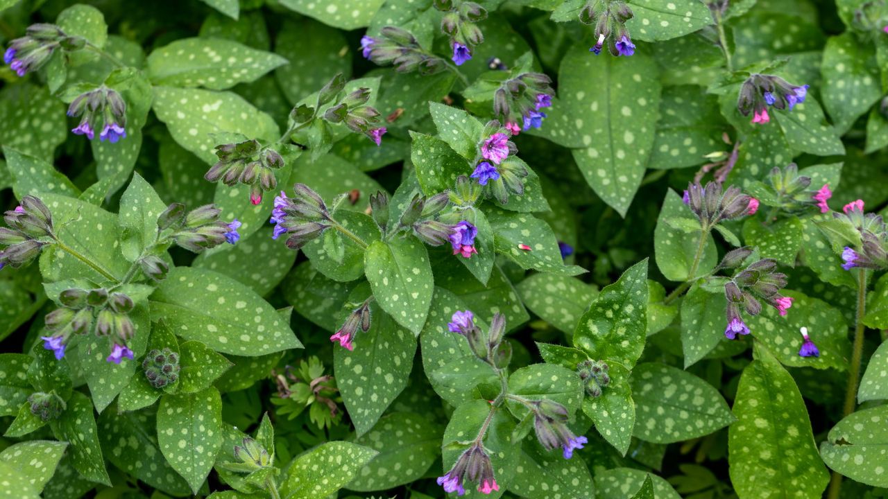 Purple and pink flowers and foliage of lungwort