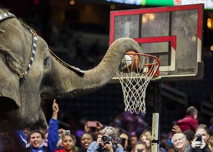 All circus elephants will retire.