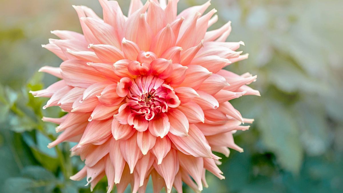 Why Are My Dahlia Flowers Fading in September? Fixing Late-Season Bloom Drop