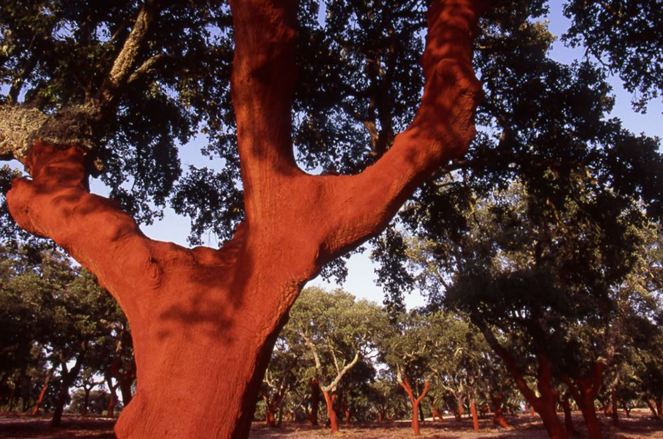 Cork oak tree
