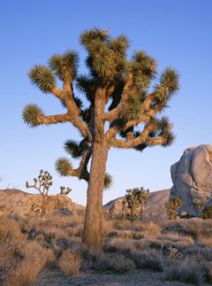 Joshua tree - Travel - Marie Claire