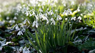 snowdrops in flower growing outdoors