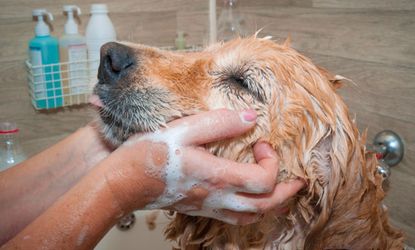 Bathing Fido