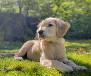 golden retriever puppy on a lawn