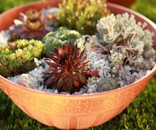 Miniature alpine plants potted with gravel in terracotta bowl container