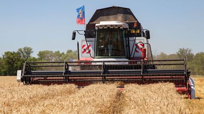 Combine harvesting separatist wheat