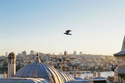 Istanbul at sunset with bird flying over rooftops