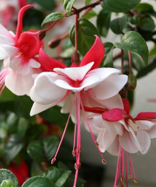 'Swingtime' fuchsia flowers