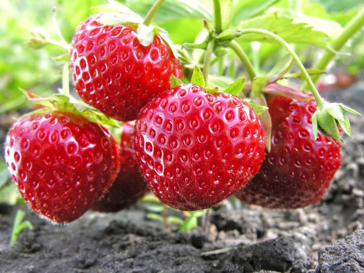 zone 9 strawberry