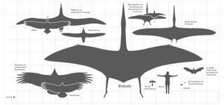 The newly studied specimen is slightly smaller than Dracula, shown here.