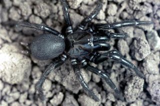 Southern Sydney Funnel-web Spider (Atrax montanus) female.