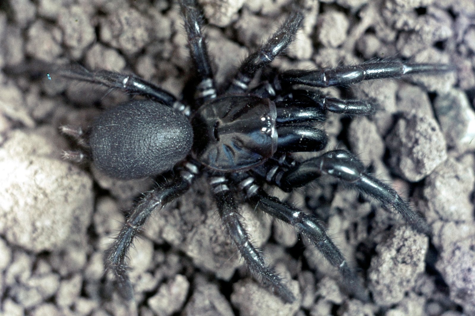 Southern Sydney Funnel-web Spider (Atrax montanus) female.