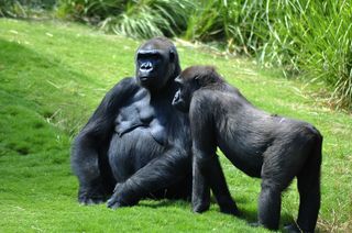 Large and small gorilla.