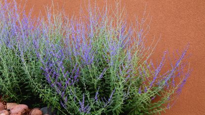 Russian sage in flower against a wall