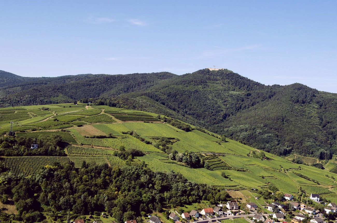 Alsace Grand Cru Pinot Noir