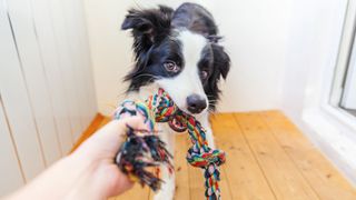 Border Collie Holding Colourful Rope Toy In Mouth