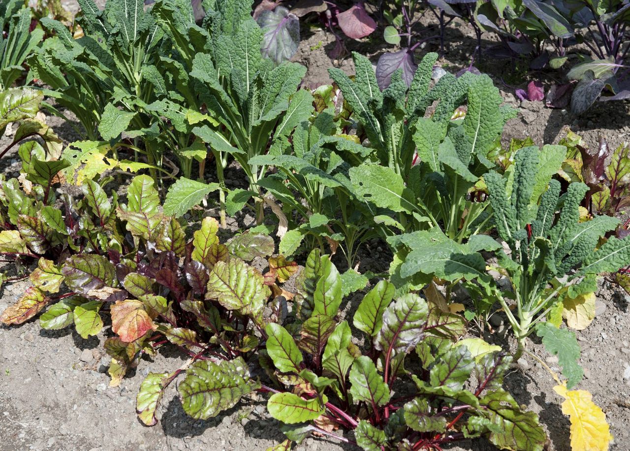 Beet Companion Plants