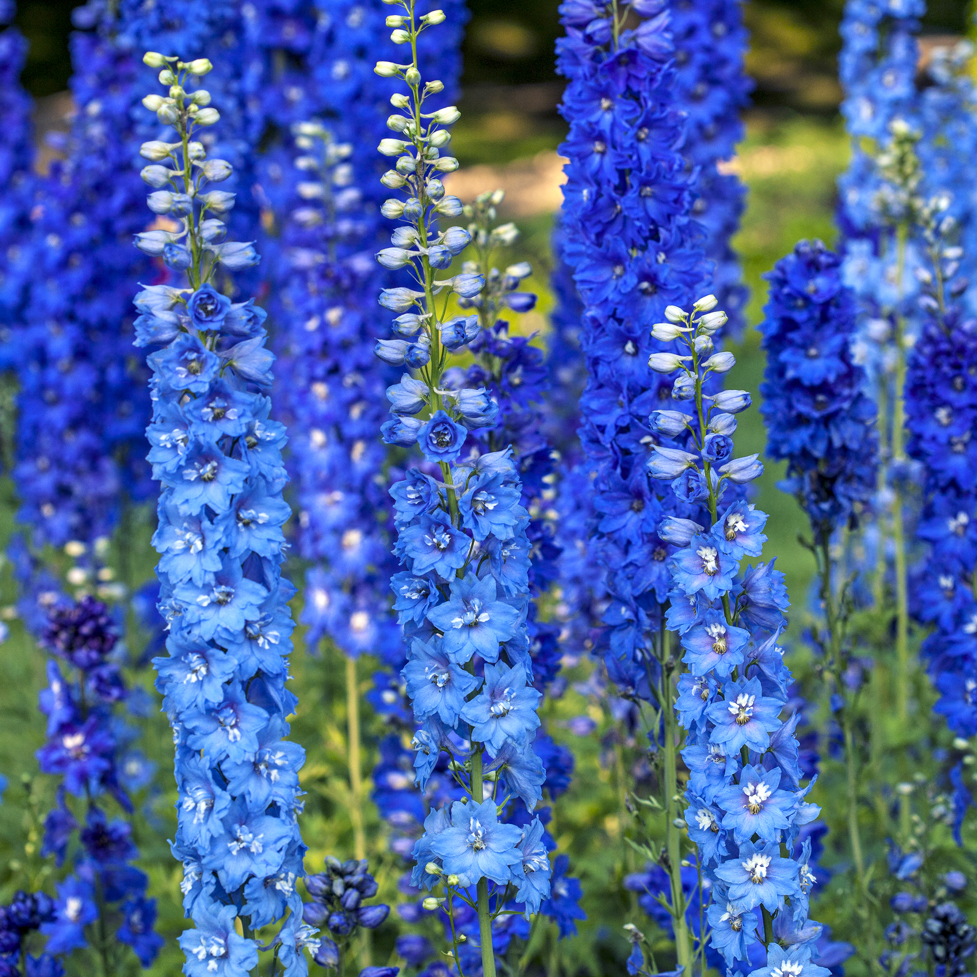 Blue delphiniums in a summer garden