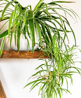 potted spider plant with spiderettes on a wooden shelf