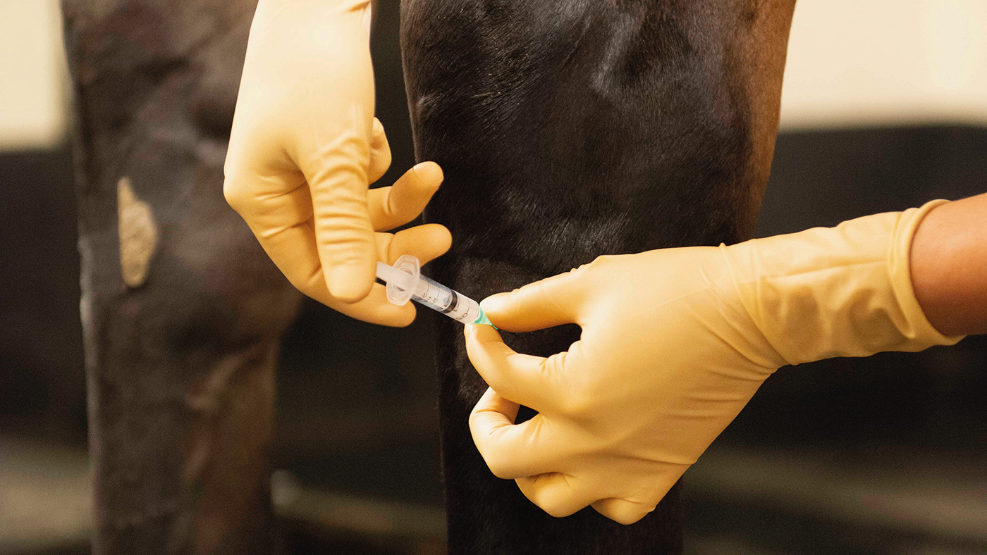 A vet applying an equine joint injection of a horse&rsquo;s hock