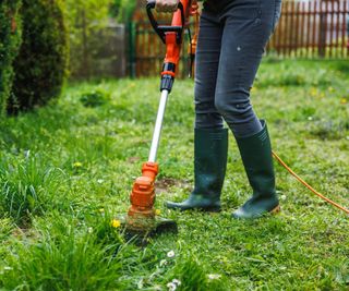 A lawn trimmer cuttng long grass and dandelions