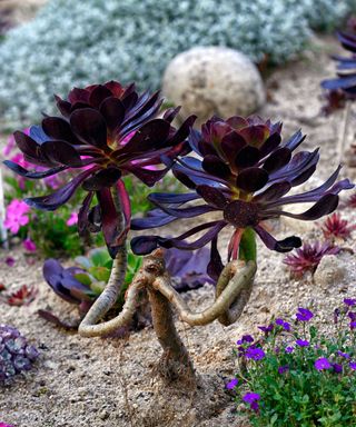 succulent growing in sand bed outdoors