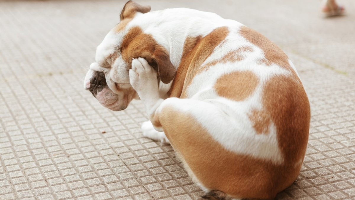 Dog with allergies itching himself with his foot