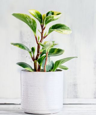 baby rubber plant or Peperomia obtusifolia in a pot indoors