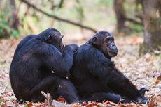 Grooming Chimps