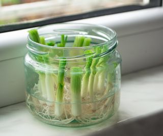 Growing green onions from scraps in water