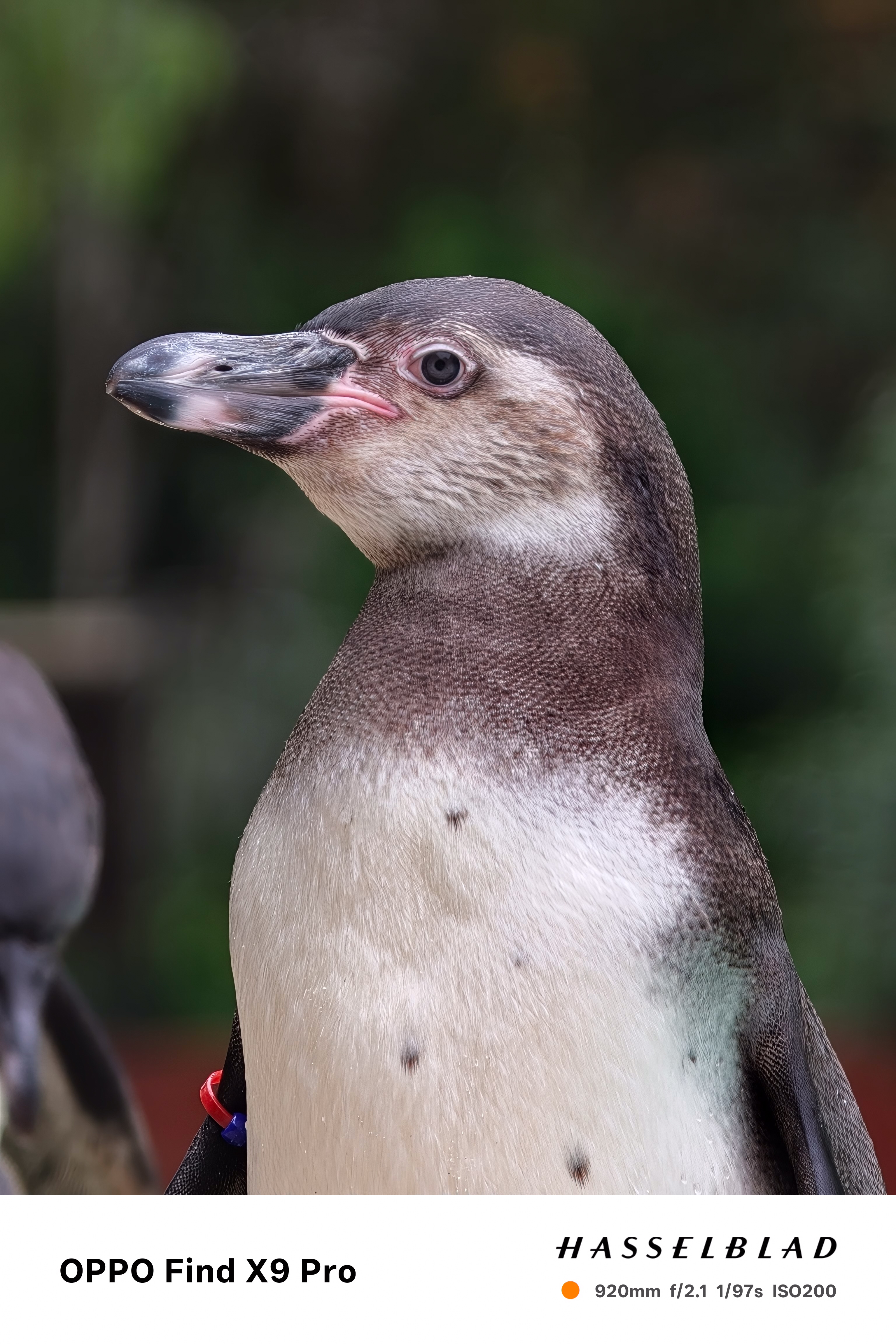 Close up of a penguin taken on an Oppo Find X9 Pro
