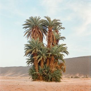 Photograph of palm trees in southern Morocco by M'hammed Kilito
