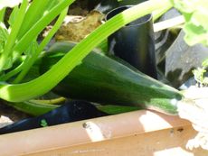 Container Grown Zucchini Plant