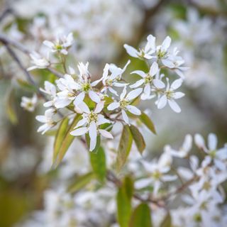 white amelanchier flowers in a garden