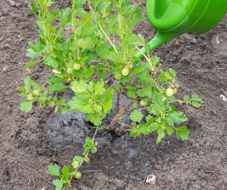 gooseberries being watered at base of plant