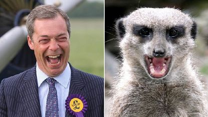 Nigel Farage vs Meerkat