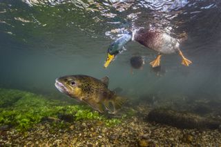 Mallard Duck Photo Bomb by Paul Colley