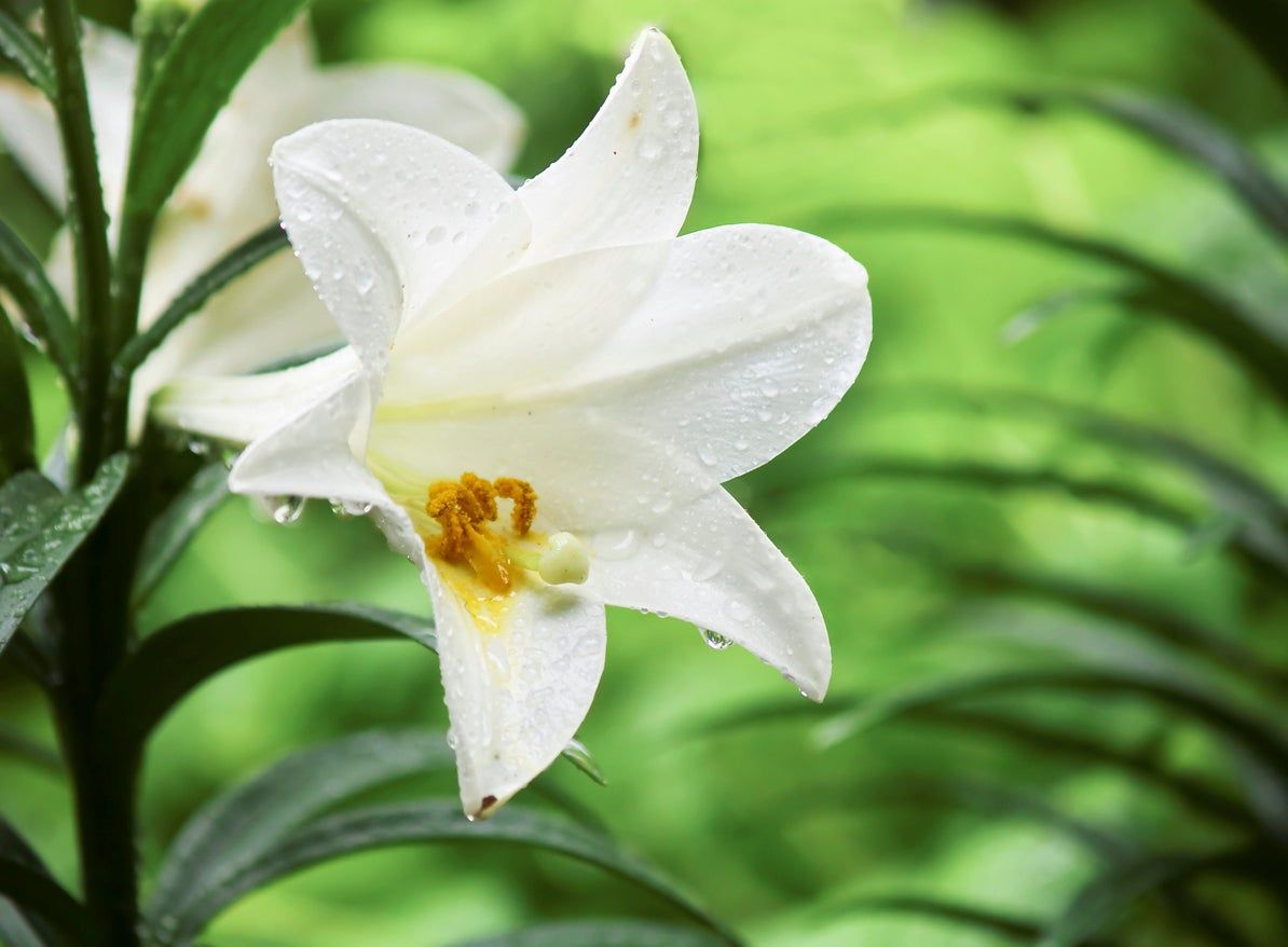 White Easter Lily Flower