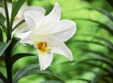 White Easter Lily Flower