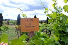 Unusual white grape varieties