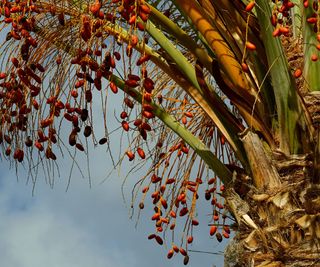 date palm tree showing fruits on branches